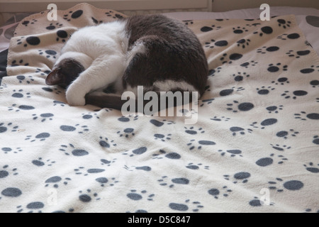 Chat endormi sur couverture avec empreintes. Banque D'Images