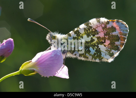 Anthocharis cardamines - Orange Tip papillon sur Fleur de Coucou Banque D'Images