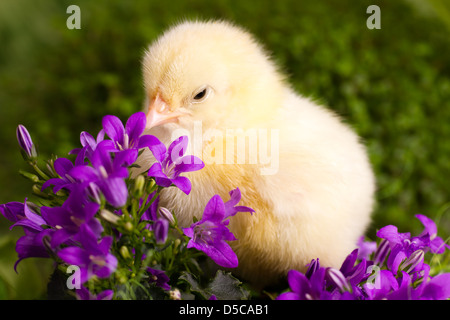 Beau petit poulet avec des fleurs Banque D'Images