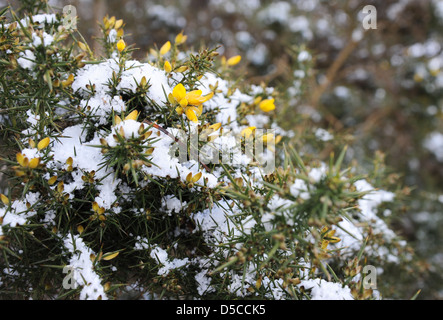 Saupoudré de neige l'ajonc bush au printemps. Banque D'Images