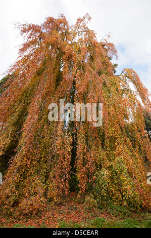 FAGUS SYLVATICA PENDULA Banque D'Images