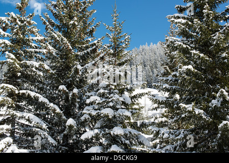 Pin d'hiver couverte de neige fraîche dans la région de ski de Montafon Banque D'Images