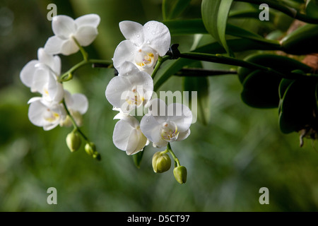 Fleurs orchidée Phalaenopsis blanc Espèce d'Orchidées Banque D'Images