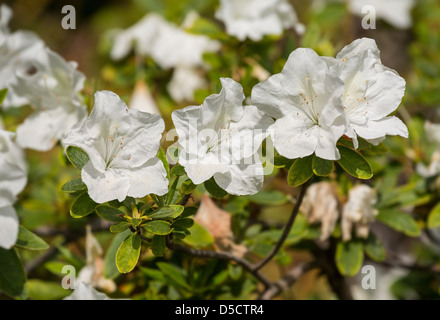 De belles fleurs de printemps en fleurs. Banque D'Images