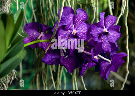 Fleurs orchidée Phalaenopsis orchidées papillon bleu racines Banque D'Images