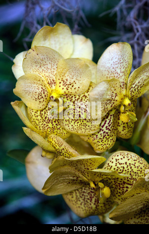 Pétales de fleurs, d'Orchidées en fleurs, Banque D'Images