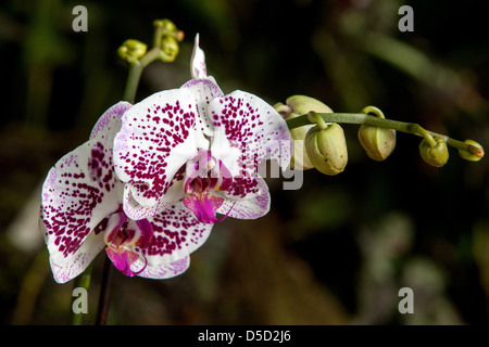 Orchidée Phalaenopsis en fleurs, pétales de fleurs, Banque D'Images