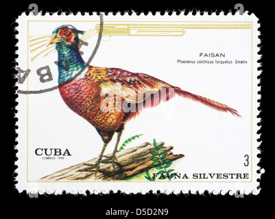 Timbre-poste de Cuba commune représentant un faisan de Colchide (Phasianus colchicus) Banque D'Images