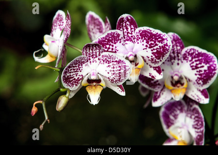 Fleurs orchidée Phalaenopsis Banque D'Images