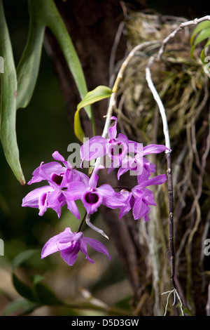 Pétales de fleurs, d'Orchidées en fleurs, Banque D'Images