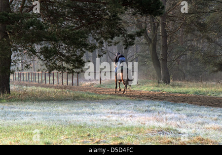 Neuenhagen, Allemagne, le cheval et le cavalier au cours de l'entraînement matinal sur la Boll Ensdorfer Trainierbahn Banque D'Images