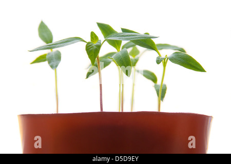Les jeunes plantes en pot de fleurs isolé sur fond blanc. Focus sélectif. Banque D'Images