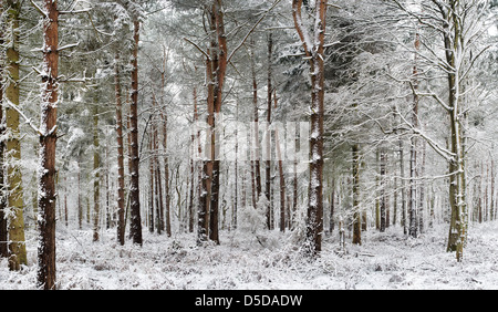 Les arbres couverts de neige en hiver. Oakley woods, Warwickshire, Angleterre Banque D'Images