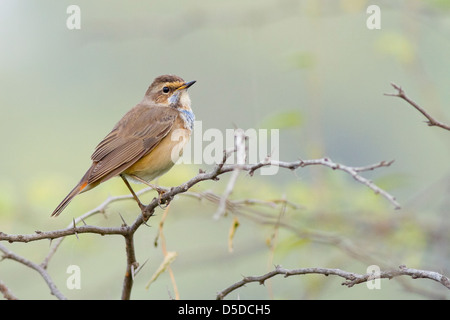 Gorgebleue à miroir (Luscinia svecica) Banque D'Images
