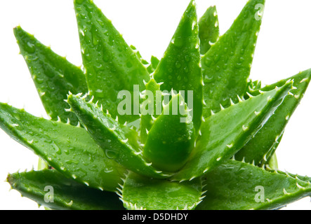 L'aloe vera avec de l'eau gouttes isolé sur fond blanc Banque D'Images