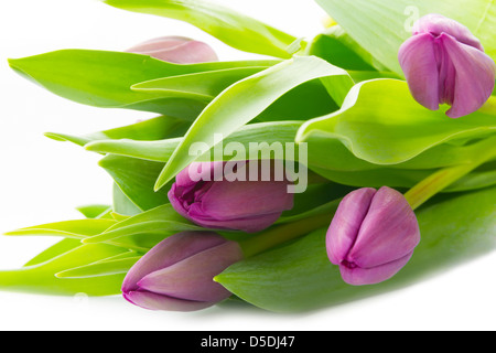 Bouquet de tulipes violettes isolé sur fond blanc Banque D'Images