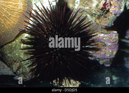 Rock-Boring Echinometridae Echinometra lucunter Urchin, l'indo-pacifique Banque D'Images