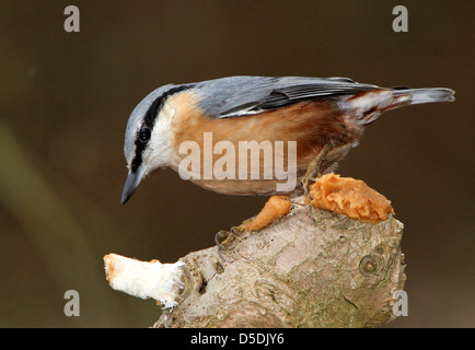 Close-up détaillé d'une Sittelle Torchepot (Sitta europaea) sur une station d'alimentation, appréciant le beurre d'arachide et du pain Banque D'Images