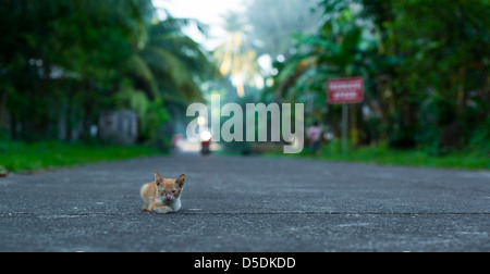 Très jeune chaton couché sur l'asphalte dans la région de Visayas, Philippines Banque D'Images