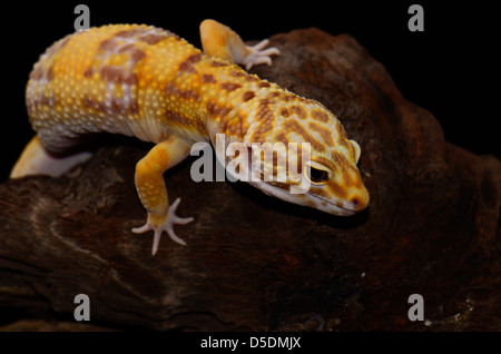 Belle femme adulte Tremper albino leopard gecko (Eublepharis macularius) comme animal de compagnie Banque D'Images
