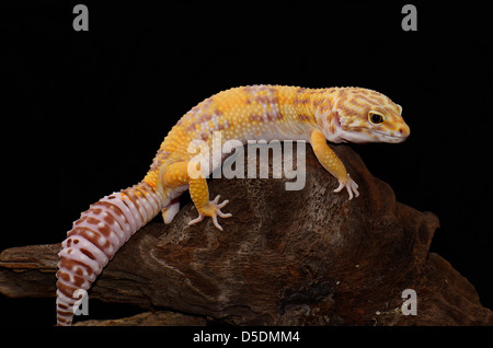 Belle femme adulte Tremper albino leopard gecko (Eublepharis macularius) comme animal de compagnie Banque D'Images