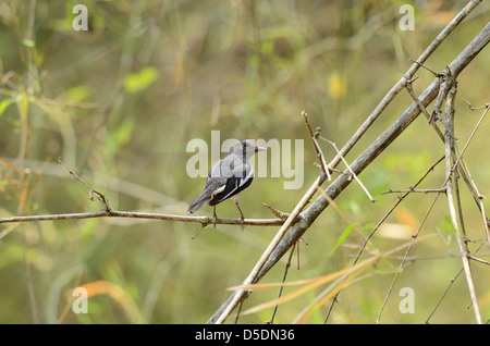 Belle femme pie oriental-robin (Copsychus saularis) debout sur le bambou morte Banque D'Images