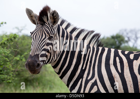 Le zèbre de Burchell. L'Afrique du Sud, Kruger National Park. Banque D'Images