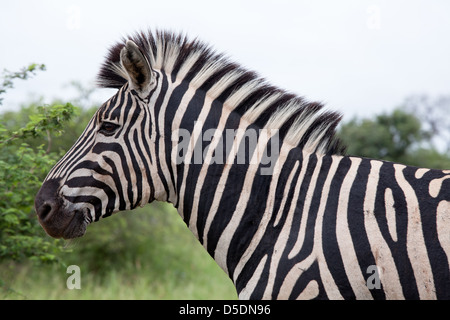 Le zèbre de Burchell. L'Afrique du Sud, Kruger National Park. Banque D'Images