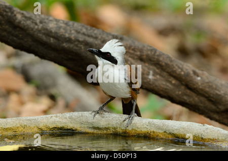 Belle white-crested laughingthrush (Garrulax leucolophus) boire Banque D'Images