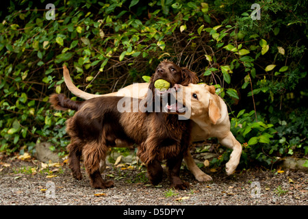 Un Labrador Retriever et un Springer Spaniel chien lutte pour une balle (Canis lupus familiaris) Banque D'Images