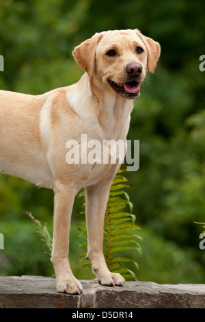 Un Labrador Retriever chien (Canis lupus familiaris) Banque D'Images