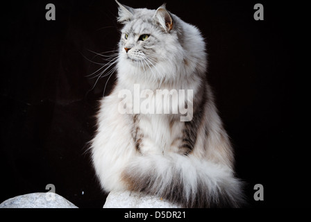 Un beau chat assis sur un pilier Banque D'Images