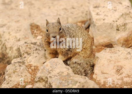 Ecureuil rocheux du Grand Canyon (Spermophilus variegatus) Banque D'Images