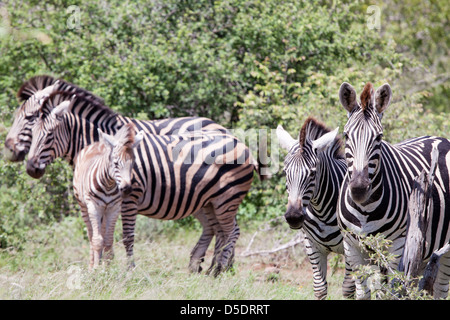 Le zèbre de Burchell. L'Afrique du Sud, Kruger National Park. Banque D'Images