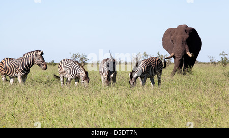 Avec l'éléphant zèbres et les oiseaux dans la brousse. L'Afrique du Sud, Kruger National Park. Banque D'Images