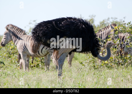 Zèbres de Burchell et l'autruche. L'Afrique du Sud, Kruger National Park. Banque D'Images