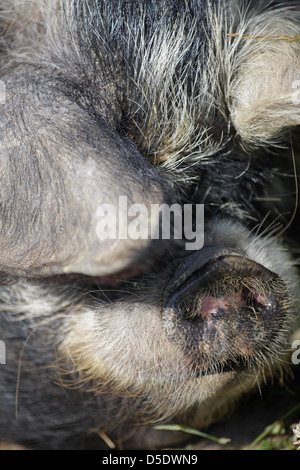 Le cochon de Kunekune se couche au soleil. Forêt de Dean, Gloucestershire. ROYAUME-UNI Banque D'Images