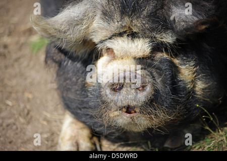 Le cochon de Kunekune se couche au soleil. Forêt de Dean, Gloucestershire. ROYAUME-UNI Banque D'Images