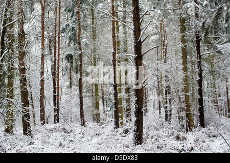 Les arbres couverts de neige en hiver. Oakley woods, Warwickshire, Angleterre Banque D'Images