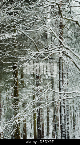 Les arbres couverts de neige en hiver. Oakley woods, Warwickshire, Angleterre Banque D'Images