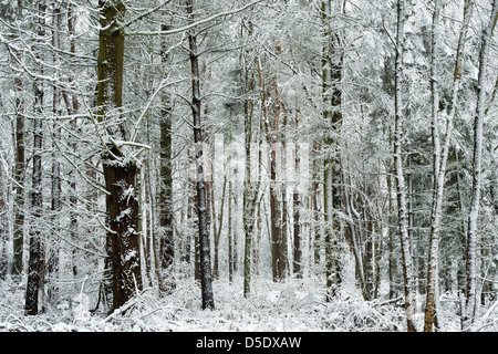 Les arbres couverts de neige en hiver. Oakley woods, Warwickshire, Angleterre Banque D'Images