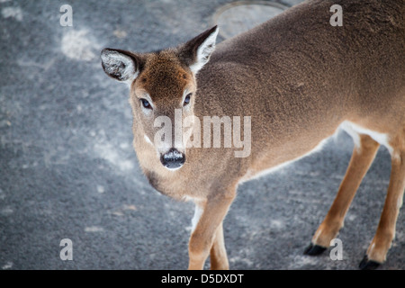 Un cerf de virginie regarde dans l'appareil. Snowshoe, WV Banque D'Images