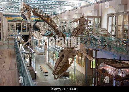 Le Musée d'Histoire Naturelle, Lille, France Banque D'Images