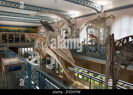 Le Musée d'Histoire Naturelle, Lille, France Banque D'Images