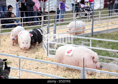 La race porcine à St Lucie County Fair, St Lucie, FL, USA Banque D'Images