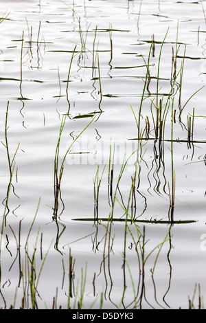 Marsh grass et de réflexions dans un lac de la toundra dans la section ouest de Denali National Park, Alaska, USA Banque D'Images