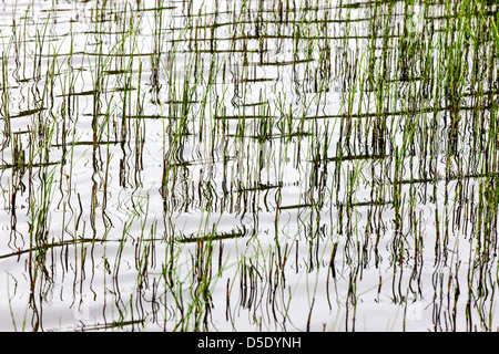 Marsh grass et de réflexions dans un lac de la toundra dans la section ouest de Denali National Park, Alaska, USA Banque D'Images