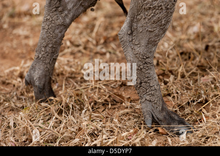 Les pieds arrière d'un phacochère commun dans l'herbe (Phacochoerus africanus) Banque D'Images