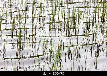 Marsh grass et de réflexions dans un lac de la toundra dans la section ouest de Denali National Park, Alaska, USA Banque D'Images