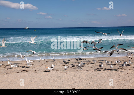 Mouettes sur la plage, Delray Beach, FL, USA Banque D'Images